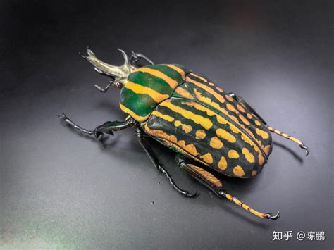 各种虫子大全图片