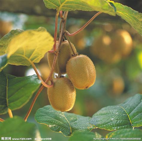 【出行】猕猴桃、葡萄、柑橘……杭州时令水果采摘攻略在此，假期后半程约起！|杭州_新浪新闻