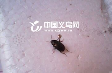 席虫图片