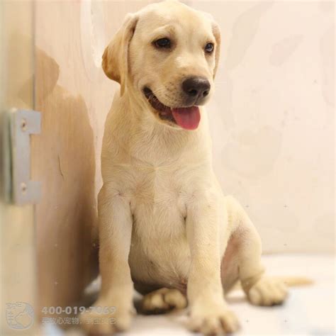 纯种拉布拉多犬幼犬狗狗出售 宠物拉布拉多犬可支付宝交易 拉布拉多犬 /编号10041800 - 宝贝它