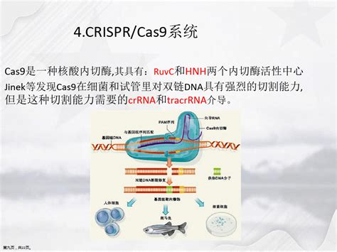 CRISPRCas 基因编辑技术简介_word文档在线阅读与下载_免费文档