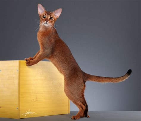 阿比西尼亚猫 - 快懂百科