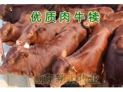 牛肉价格多少钱一斤 - 农村网