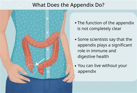 What Does the Appendix Do? Anatomy, Function, Diseases