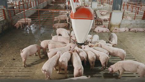 天邦食品上半年预净利5.8亿-6.5亿，一头猪或亏370元 - 猪好多网