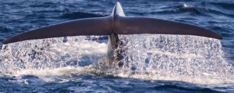 鲸鲨和蓝鲸谁大 - 业百科
