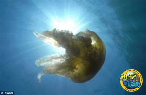 潜水员近距离相遇巨大水母 - 神秘的地球 科学|自然|地理|探索