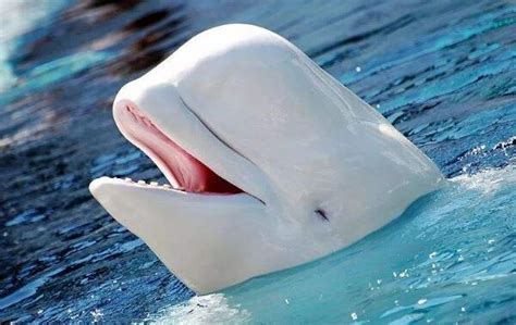 白鲸：世界上最可爱的鲸鱼（浑身雪白长的像海豚）-小狼观天下