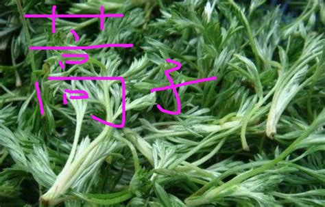 艾蒿与艾草的区别图片大图 植株有浓烈香气