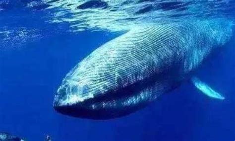 世界上最大的鲸鱼，蓝鲸竟被虎鲸捕食