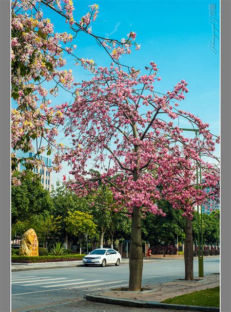 木棉花树图片