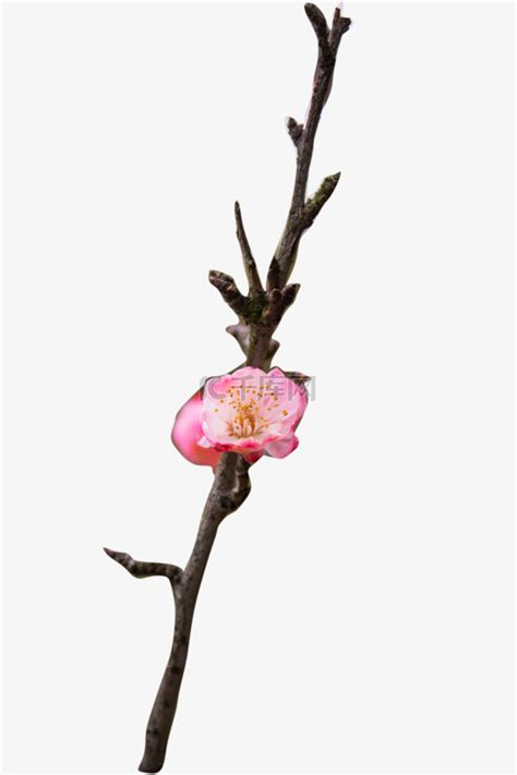 粉色的小花含苞未放素材图片免费下载-千库网