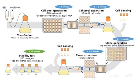 抗体表达CHO细胞株构建服务策略与流程_化工仪器网