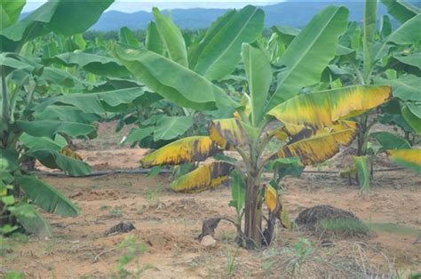 香蕉常见虫害及防治方法 - 知乎