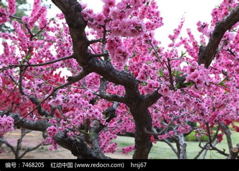 桃树栽培技术 | 桃树主干型依据及特点__凤凰网