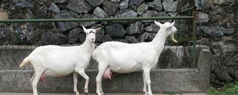 陕西咸阳奶羊养殖场、奶山羊价格、奶山羊的多少钱一只-阿里巴巴