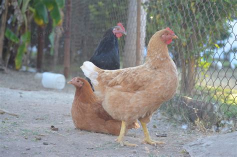 农村养鸡 养鸡技术养鸡场需要注意的十三大注意事项 - 知乎