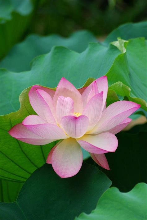 “莲花”象征着什么？莲花与佛教的关系 - 知乎