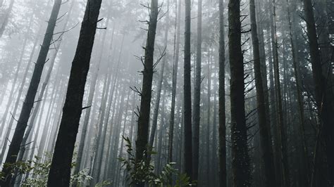 早安 阳光穿过林间的晨雾 /.Marcin Sobas|晨雾|阳光_新浪新闻