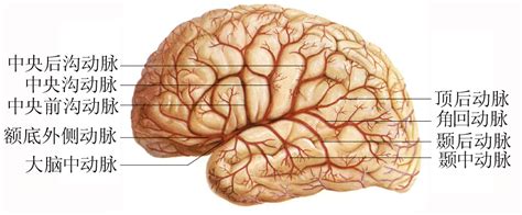 脑部动脉分布示意图-人体解剖图,_医学图库