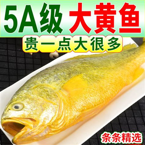 黄花鱼价格多少钱一斤（大黄鱼怎么做才好吃）-发迹号