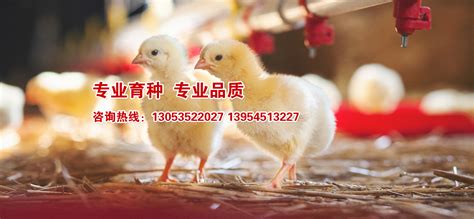 鸡苗_产品展示_海阳市鸿牧种鸡有限公司