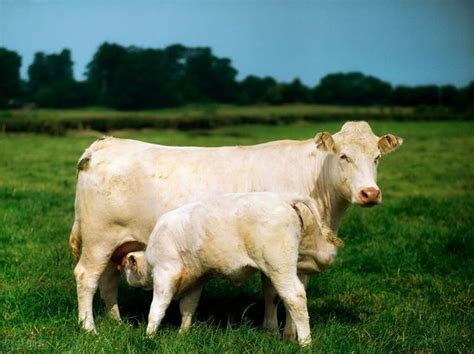 世界十大重型牛品种 契安尼娜牛体型最大，中国延边牛上榜 - 动物之最