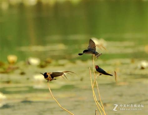 科学网—金沙湾水塘拍鸟（2）：莺歌燕舞花丛笑 - 徐长庆的博文