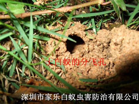 土白蚁的分飞孔（01） - 深圳市家乐白蚁虫害防治有限公司