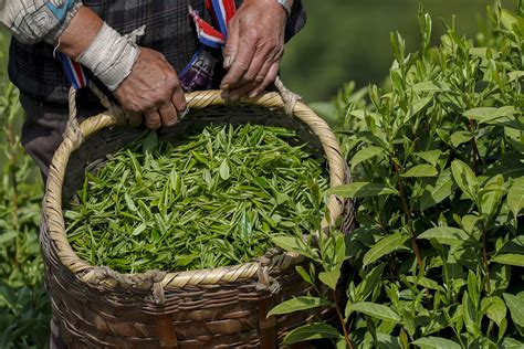 黄山歙县：茶叶产业助力乡村振兴 - 黄山 - 安徽财经网