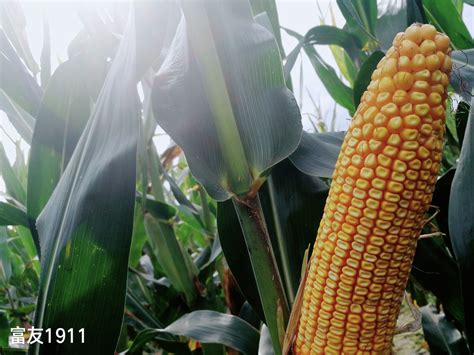 先得利198玉米种子介绍，适宜播期4月下旬 - 新三农
