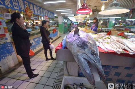 渔民捕获283斤重2.5米长“巨型”大鱼_手机凤凰网