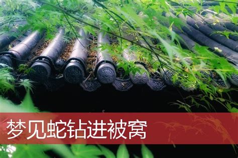 重庆160条非法养殖眼镜蛇出逃钻入居民区--图片频道--人民网