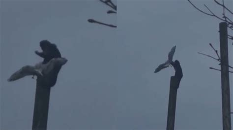 国外猴子爬上6米高杆子摔打海鸥，随后一刻让人不敢相信：饿疯了_腾讯视频