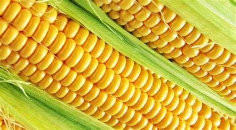 玉米高产增收，做好这“五防”就够了！