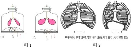 下图表示研究人体吸入气体与呼出气体成分差异的实验装置.实验过程中要求被测试者通过2吸入气体.通过3呼出气体. (1) 实验装置存在错误.指出哪 ...