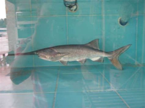 介绍一下广东的鸭嘴鱼，广东鸭嘴鱼做法