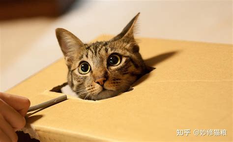 箱子控的喵｜为什么猫咪总爱往你的快递盒里钻？ - 知乎