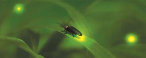 萤火虫什么季节出现（萤火虫为什么会发光） - 生活 - 布条百科