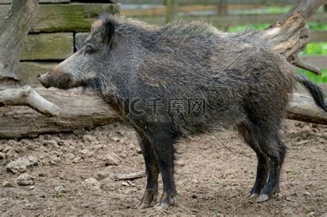 大野猪 (Sus scrofa)野猪领西猯高清摄影大图-千库网