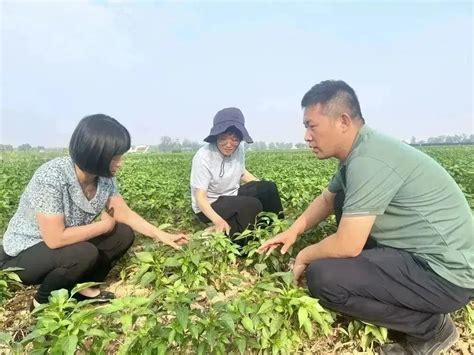 “农业重大技术协同推广计划-特色茶叶”项目顺利通过验收