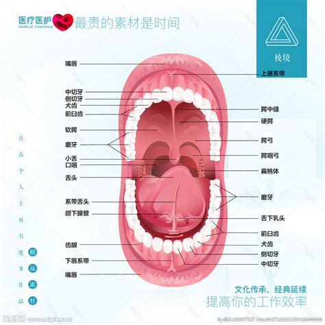 口腔结构图图片