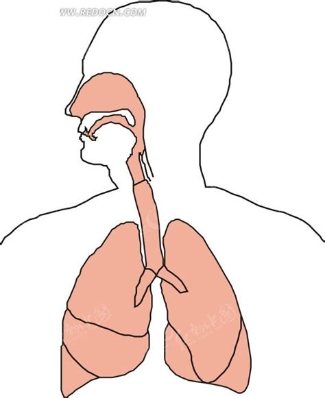 人的气管位置图片