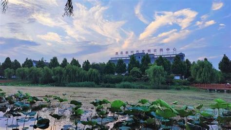 【壮美黄河行】河南温县发挥一文一农特色优势 推动黄河古县振兴发展