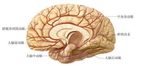 大脑动脉环是怎么构成的？有何意义？_百度知道