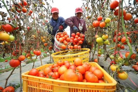 蔬菜节日市场货源足品种多，北京蔬菜上市量连续三天超1.3万吨 蔬菜