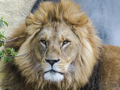 棕色动物凶恶狮子面部近照动物狮子背景图片免费下载 - 觅知网