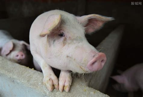 预计下一轮猪周期高峰 预测猪价上涨时间在2023年吗 - 社会民生 - 生活热点