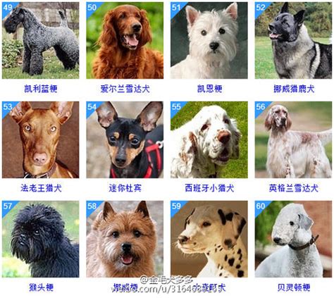 十大家养宠物犬排行榜 养什么小型犬最省心_宠物百科 - 养宠客