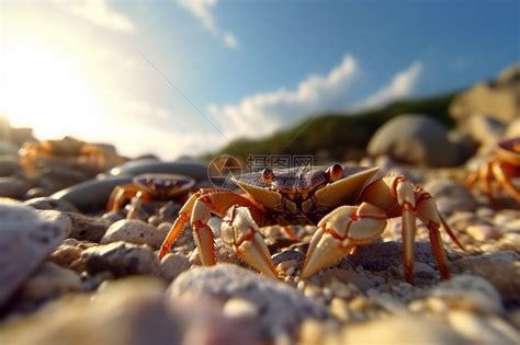爬行的螃蟹高清图片下载-正版图片600436305-摄图网
